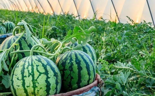 西瓜產(chǎn)銷(xiāo)失衡背后 從田間“爛市”到零售“漲價(jià)”的反思與破局